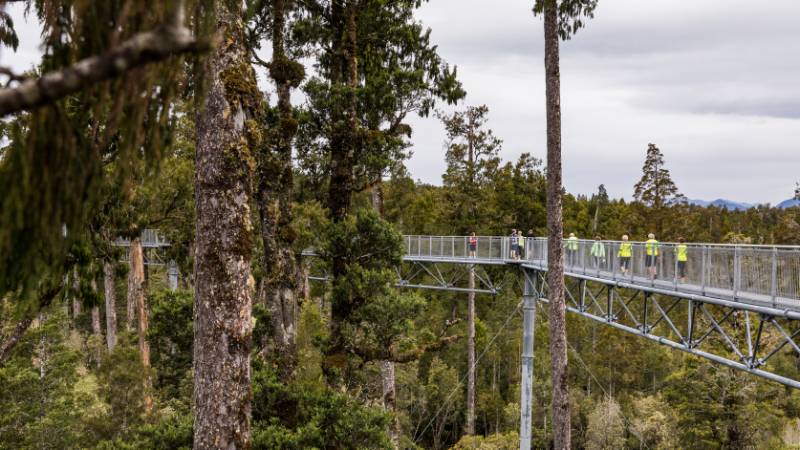 Treetop Walk | West Coast | <i>Lachlan Gardiner</i>